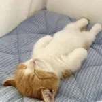 .困•ᴗ•꧞ 困
