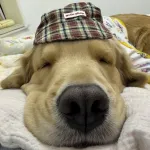 楓葉