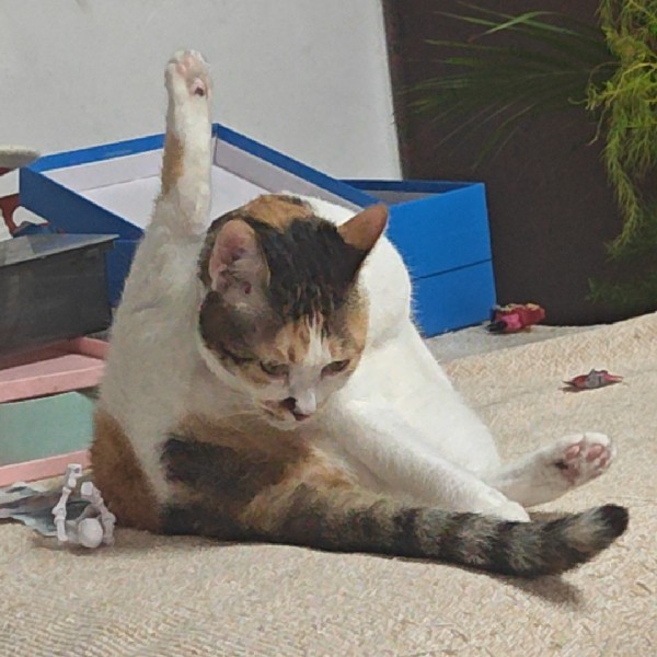 avatar