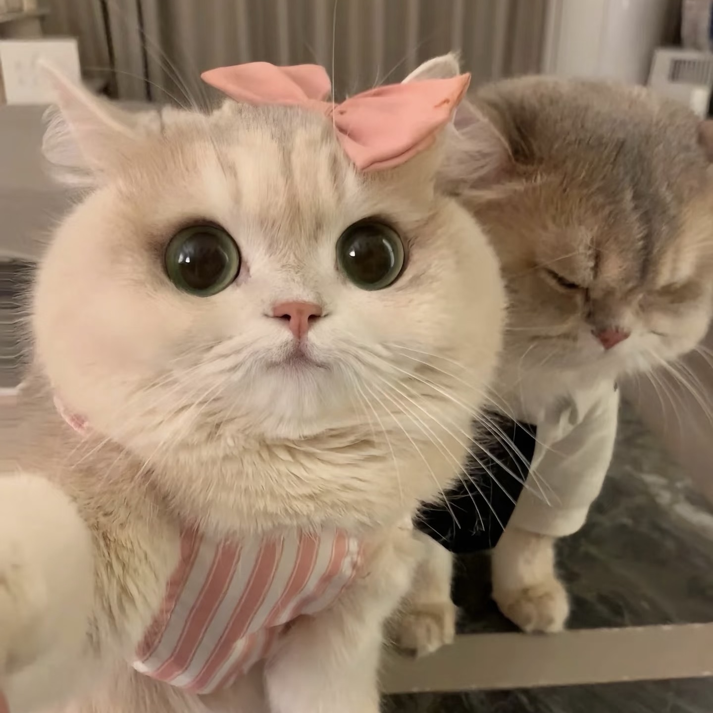 petlovers