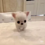 rechel