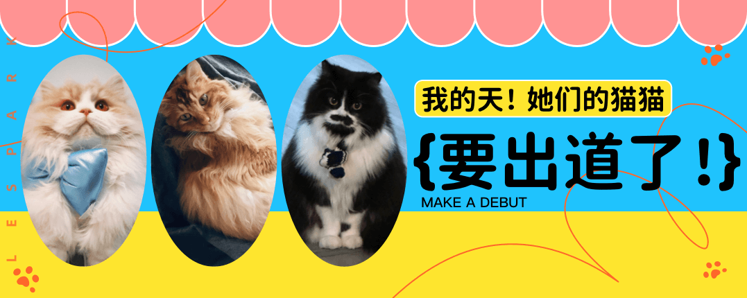 拉拉达人博主揭秘：猫咪背后的神秘生活